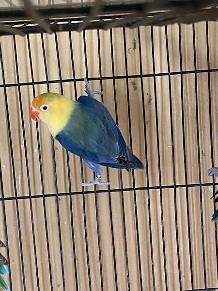 lovebirds breeder and adults pairs for sale 11