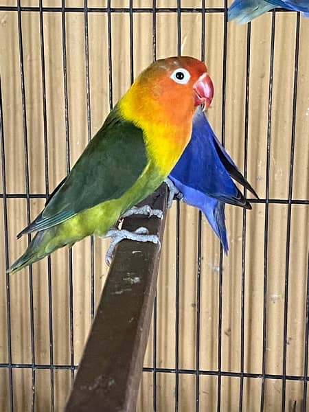 lovebirds breeder and adults pairs for sale 12