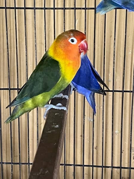 lovebirds breeder and adults pairs for sale 13