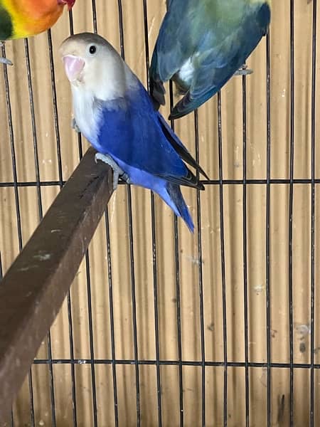 lovebirds breeder and adults pairs for sale 14