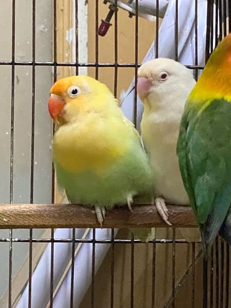 lovebirds breeder and adults pairs for sale 15