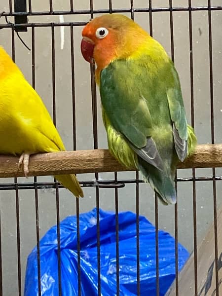 lovebirds breeder and adults pairs for sale 16