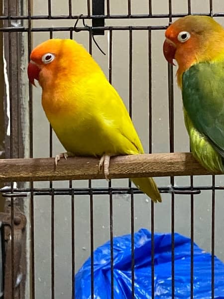 lovebirds breeder and adults pairs for sale 17