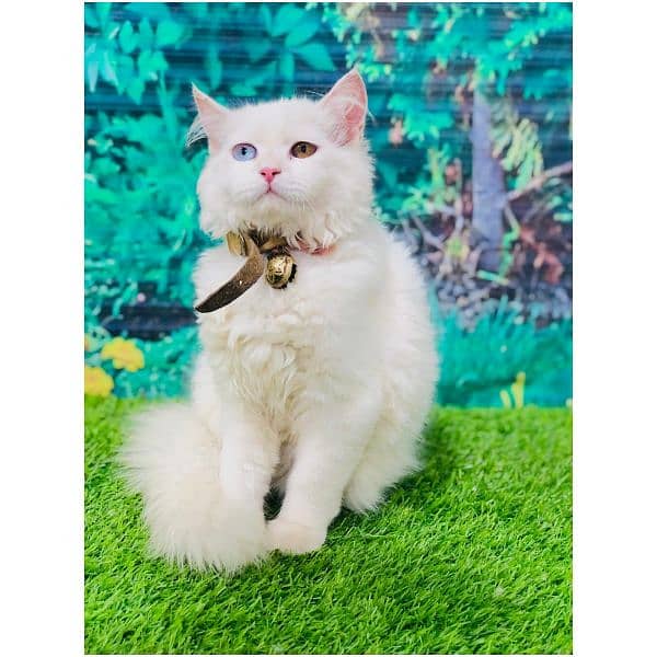 Punch face triple Cote kitten cat male feamle 14