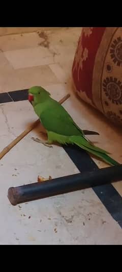 parrot ringneck for sale