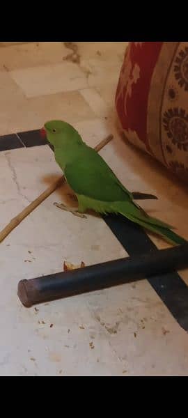 parrot ringneck for sale 1