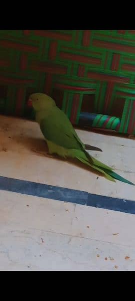 parrot ringneck for sale 2