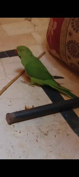 parrot ringneck for sale 3