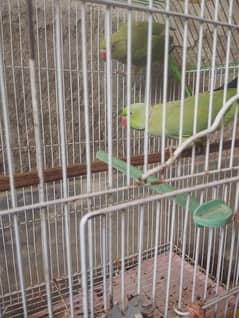 male parrot talking 0