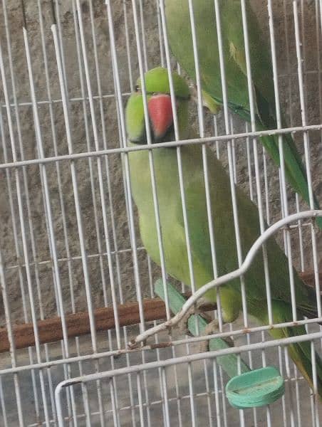 male parrot talking 1