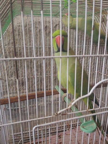 male parrot talking 2