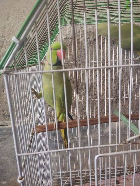 male parrot talking 3