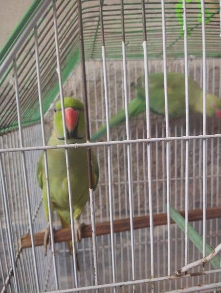 male parrot talking 4