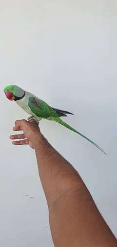 Pahari/Raw/Alexandrine talkative Parrot