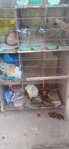 6 cages pinjra