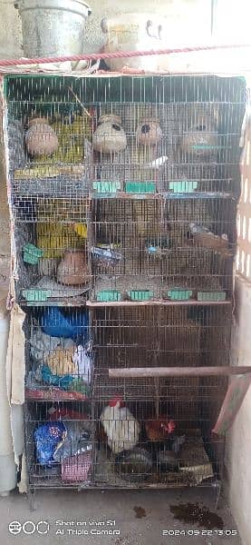 6 cages pinjra 2