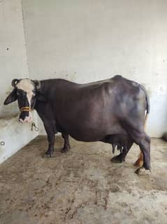 Pregnant Buffalo Bhens Beautiful Desi cow for sale 14 kilo milk