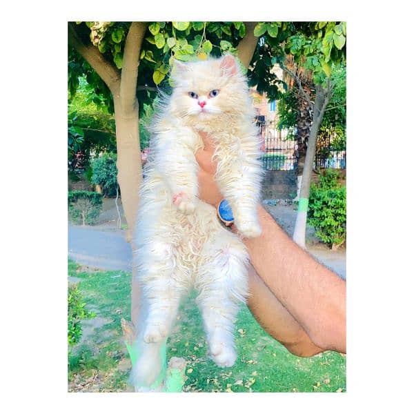 Punch face triple Cote kitten cat male feamle 3