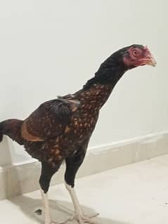 Aseel egg laying for sale