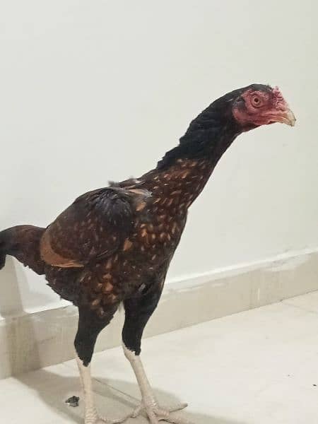 Aseel egg laying for sale 0