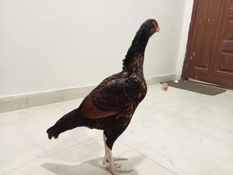 Aseel egg laying for sale 1