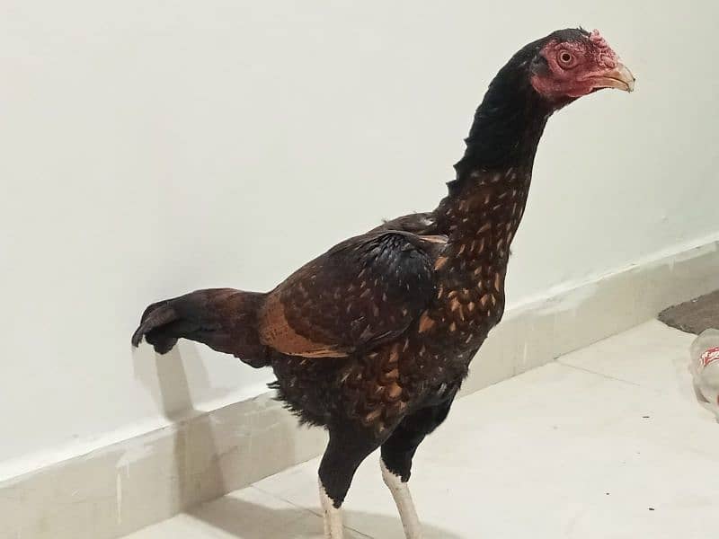 Aseel egg laying for sale 2