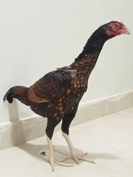 Aseel egg laying for sale 3