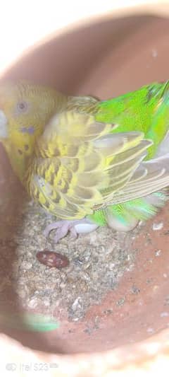 5 pairs of Total breeder Australian parrots