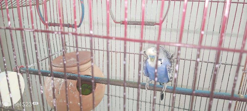 5 pairs of Total breeder Australian parrots 1