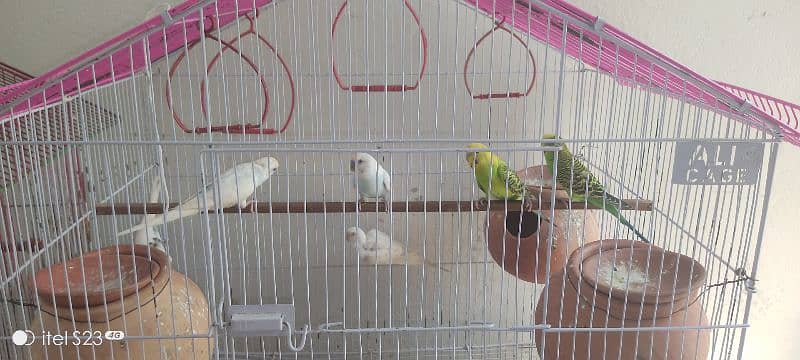 5 pairs of Total breeder Australian parrots 2