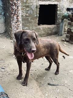 Labrador or pointer cross female ha