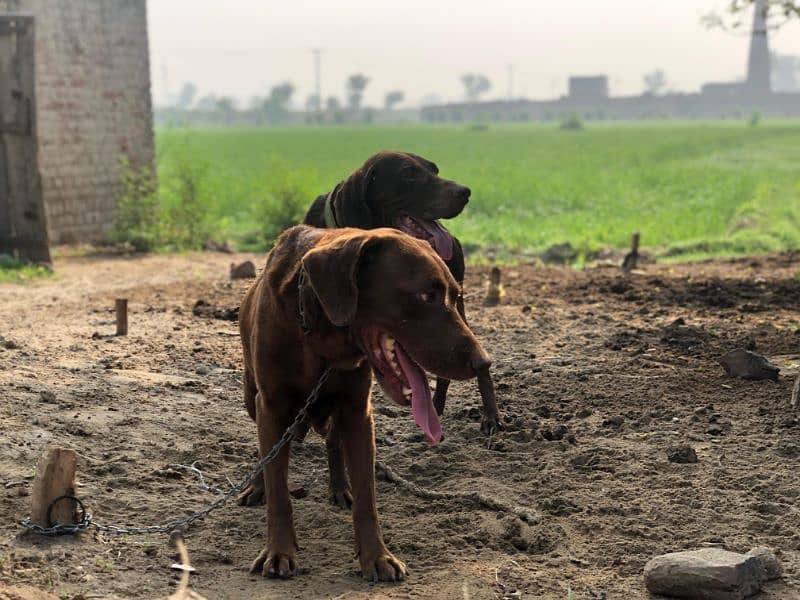 Labrador or pointer cross female ha 1