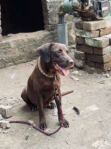 Labrador or pointer cross female ha 2