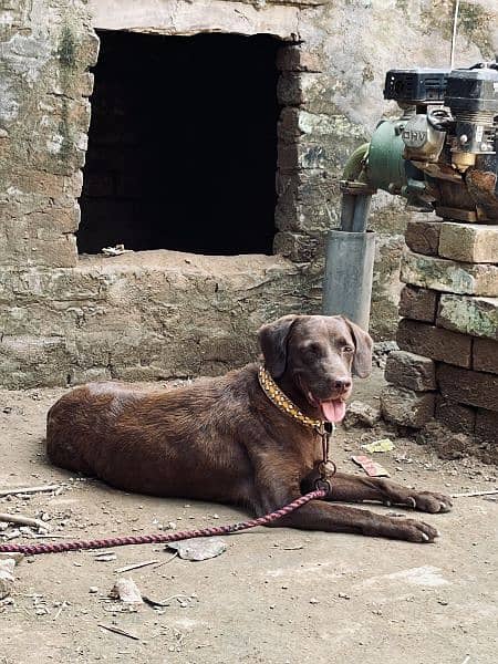 Labrador or pointer cross female ha 3