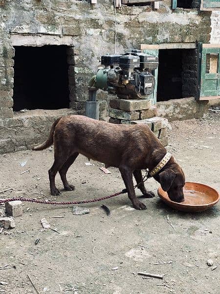 Labrador or pointer cross female ha 4