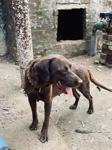 Labrador or pointer cross female ha 5