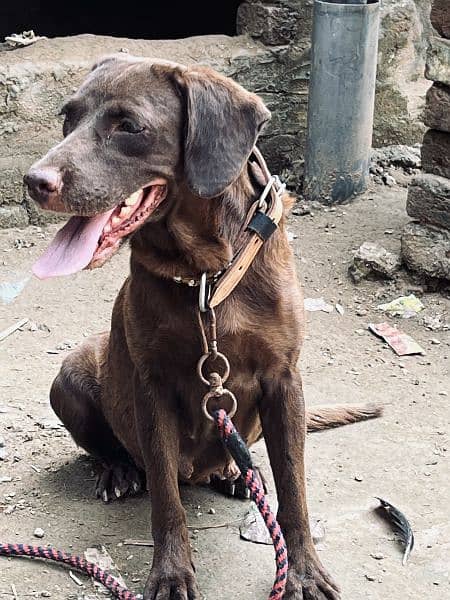 Labrador or pointer cross female ha 6