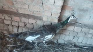 3female 1male peacock