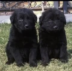 German Shepherd Black pair sale 0