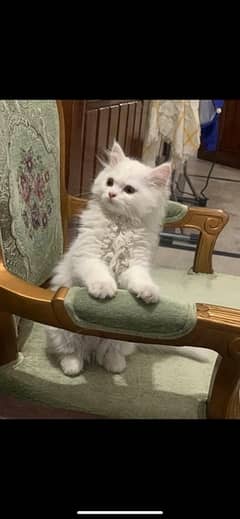 Male and female cat and kittens persian