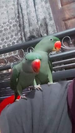 2 pahari female parrot 0