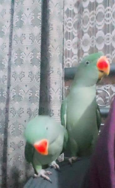 2 pahari female parrot 1