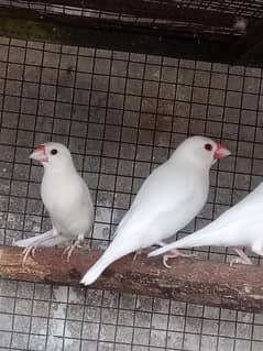 breeder white Java colony for sale