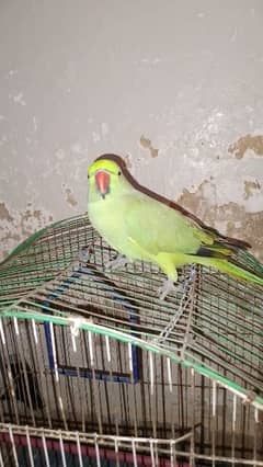 Green ringneck 11 month ka ghr ki bread Hain bolta h. . .