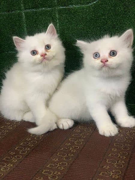 Extreme quality Persian triple coated kittens looking for new home 0