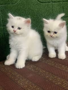 Extreme quality Persian triple coated kittens looking for new home