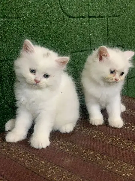 Extreme quality Persian triple coated kittens looking for new home — photo 2