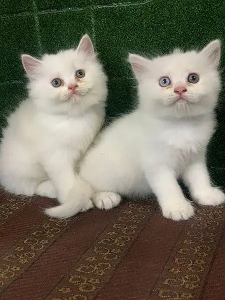 Extreme quality Persian triple coated kittens looking for new home — photo 3