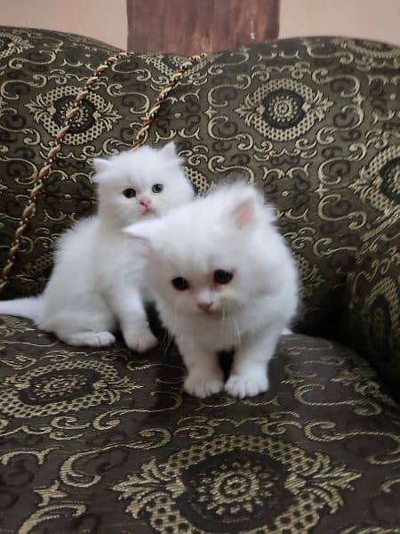 Extreme quality Persian triple coated kittens looking for new home 4