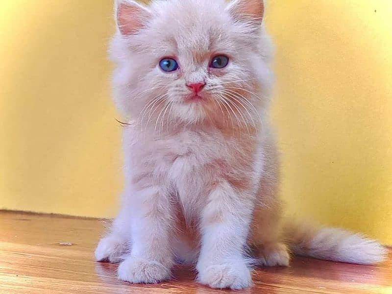 Extreme quality Persian triple coated kittens looking for new home 5